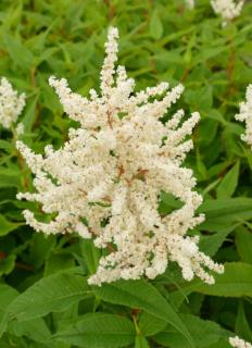 Persicaria polymorpha – Keserűfű