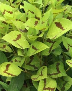 Persicaria virginiana 'Lance Coporal' – Keserűfű