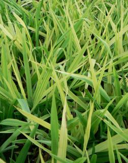 Phalaris arundinacea 'Arctic Sun' – Pántlikafű