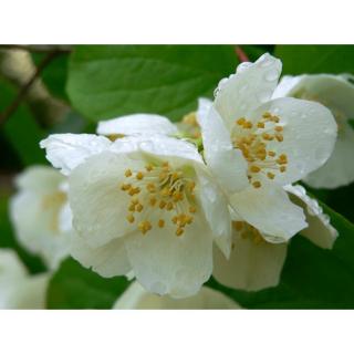 Philadelphus coronarius - Közönséges jezsámen