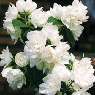 Philadelphus 'Justynka' – Jezsámen