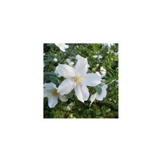 Philadelphus 'Silberregen' – Jezsámen