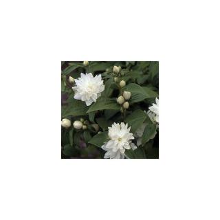 Philadelphus x virginalis 'Minnesota Snowflake' – Jezsámen