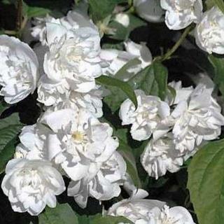 Philadelphus x virginalis 'Virginal' – Teltvirágú jezsámen