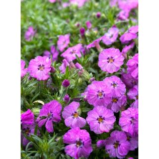 Phlox douglasii 'Red Admiral' - Törpe lángvirág (lilás piros)