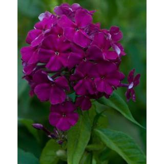 Phlox paniculata 'Abendglut' – Bugás lángvirág