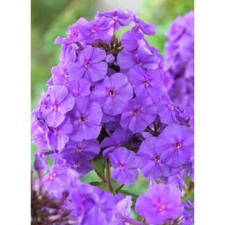 Phlox paniculata 'Amethyst' – Bugás lángvirág