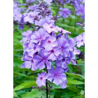 Phlox paniculata 'Blue Paradise' – Bugás lángvirág