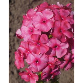 Phlox paniculata 'Dymczatnyj Koral' – Bugás lángvirág