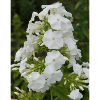 Phlox paniculata 'Merlinka' – Bugás lángvirág