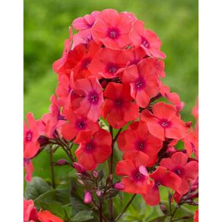 Phlox paniculata 'Orange Perfection' – Bugás lángvirág