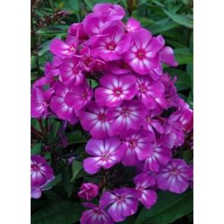 Phlox paniculata 'Sweet Summer Surprise' – Bugás lángvirág