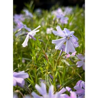 Phlox subulata 'Emerald Cushion Blue' - Világos kék árlevelű lángvirág