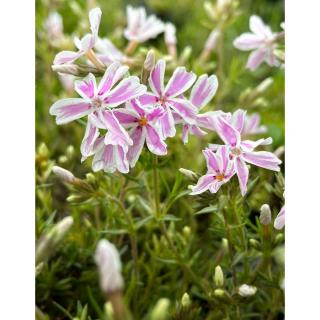 Phlox subulata 'Kimono Pink White' - Árlevelű lángvirág