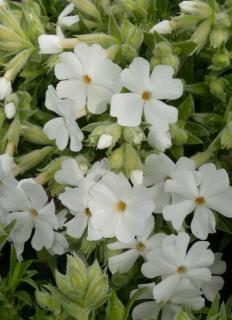 Phlox subulata 'Maischnee' – Árlevelű lángvirág