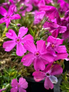 Phlox subulata 'McDaniel's Cushion' - Sötét rózsaszín árlevelű lángvirág