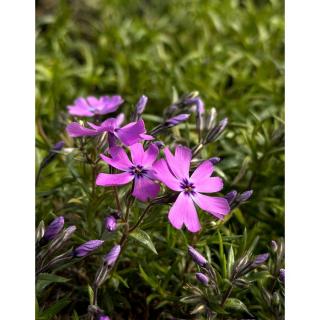 Phlox subulata 'Purple Beauty' - Árlevelű lángvirág (bíborlila)