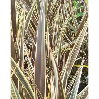 Phormium 'Brown Sugar' – Vászonfű, vászonliliom