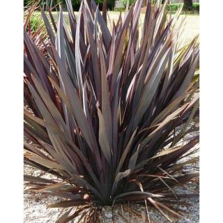 Phormium tenax 'Atropurpureum' – Újzélandi liliom