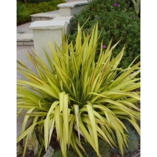 Phormium 'Yellow Wave' – Vászonfű, vászonliliom