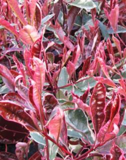 Photinia 'Cassini' – Korallberkenye