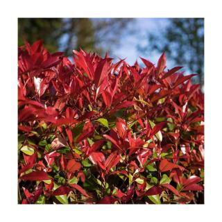 Photinia fraseri 'Devil's Dream'® – Korallberkenye