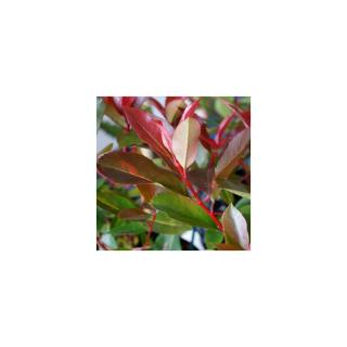 Photinia 'Red Light' – Korallberkenye