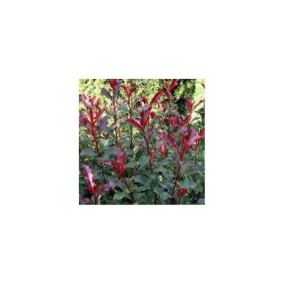 Photinia x fraseri 'Corallina'® – Korallberkenye