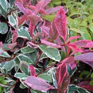 Photinia x fraseri 'Pink Marble'® – Rózsaszín tarkalevelű korallberkenye