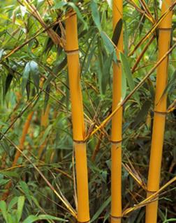 Phyllostachys aureosulcata 'Aureocaulis' – Aranyszárú bambusz