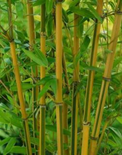 Phyllostachys aureosulcata 'Spectabilis' – Bambusz