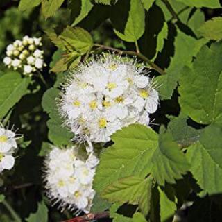 Physocarpus capitatus 'Tilden Park' – Terülő hólyagvessző