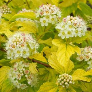 Physocarpus opulifolius 'Dart's Gold' – Bangitalevelű hólyagvessző