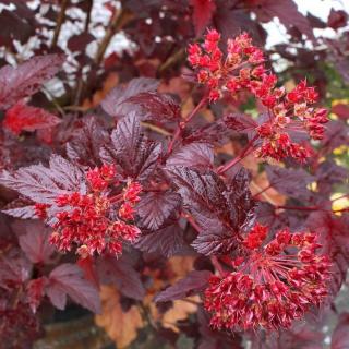 Physocarpus opulifolius 'Diable d'Or'® – Bangitalevelű hólyagvessző