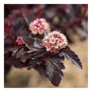 Physocarpus opulifolius 'Fireside' – Bangitalevelű hólyagvessző