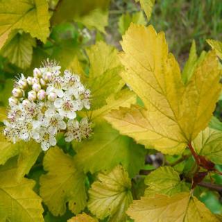 Physocarpus opulifolius 'Luteus' – Bangitalevelű hólyagvessző