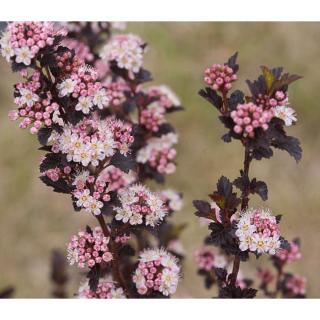 Physocarpus opulifolius 'Tiny Wine' – Bangitalevelű hólyagvessző