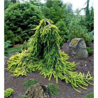 Picea abies 'Gold Drift' – Lucfenyő