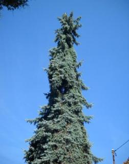 Picea pungens 'Mamut Torony' – Ezüstfenyő