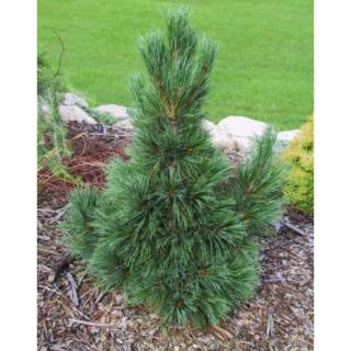 Pinus cembra 'Compacta Glauca' – Havasi cirbolyafenyő