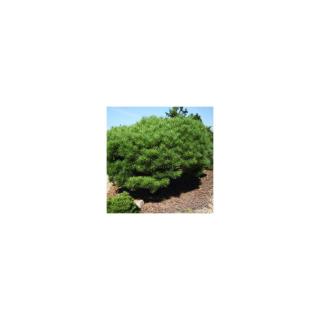 Pinus densiflora 'Alice Verkade' – Japán erdeifenyő