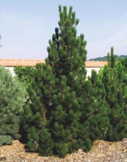 Pinus heldreichii (syn.: Pinus leucodermis) – Páncélfenyő