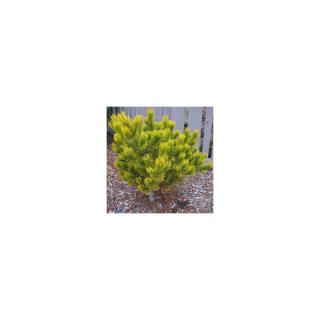 Pinus mugo 'Carsten's Wintergold' – Aranylombú havasi törpefenyő
