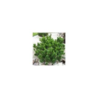 Pinus mugo var. 'Pumilio' – Havasi törpefenyő