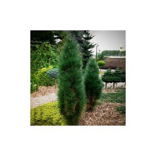 Pinus nigra 'Green Tower' – Feketefenyő