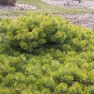 Pinus sylvestris 'Hillside Creeper' – Erdeifenyő