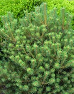 Pinus sylvestris 'Saxatilis' – Törpe erdeifenyő