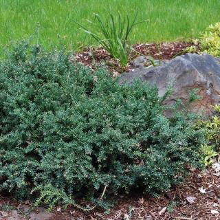 Podocarpus 'Blue Gem' – Kőtiszafa