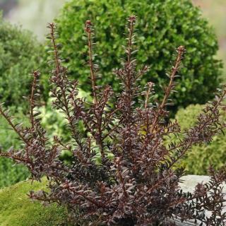 Podocarpus 'Chocolate Box' – Kőtiszafa