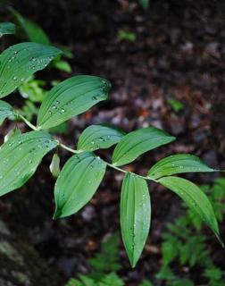 Polygonatum multiflorum – Fürtös salamonpecsét